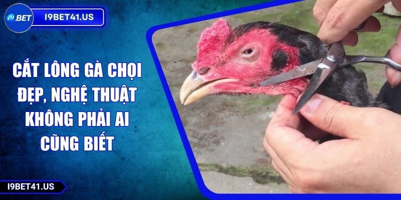 Cắt Lông Gà Chọi Đẹp, Nghệ Thuật Không Phải Ai Cũng Biết 1 Cắt Lông Gà Chọi Đẹp, Nghệ Thuật Không Phải Ai Cũng Biết