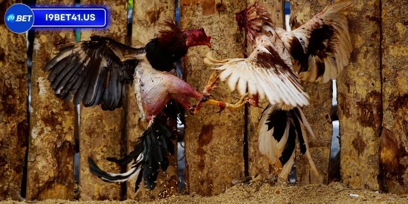 Chi tiết cách để người hâm mộ theo dõi trận đấu 