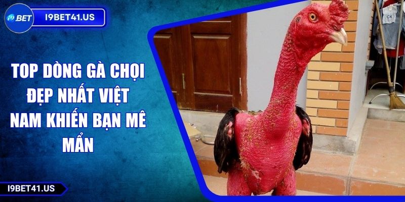 Top Dòng Gà Chọi Đẹp Nhất Việt Nam Khiến Bạn Mê Mẩn