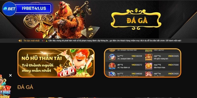 Khám phá về trang web đá gà trực tiếp I9BET 