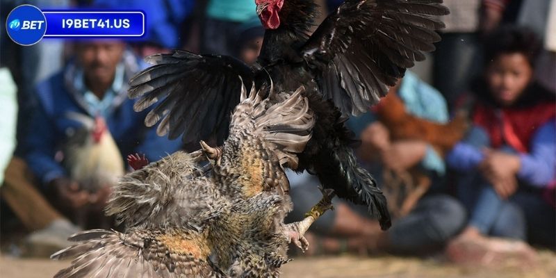 Nhận xét của các tay chơi lâu năm về trận đấu thế kỷ 